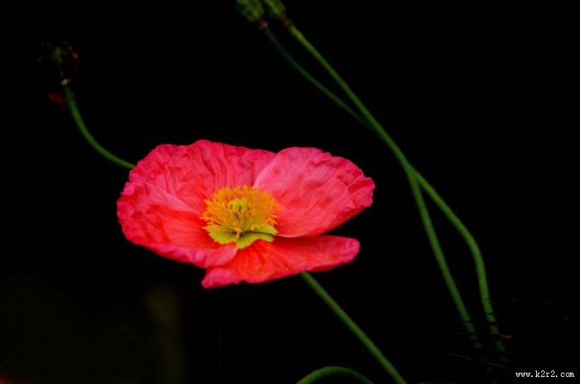 虞美人花图片大全