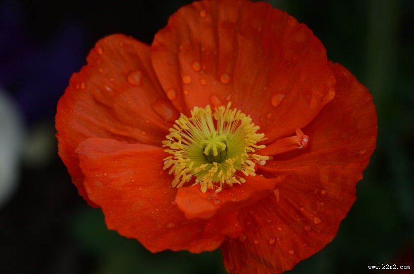 虞美人花图片大全