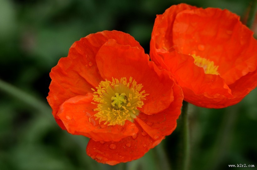 虞美人花图片大全