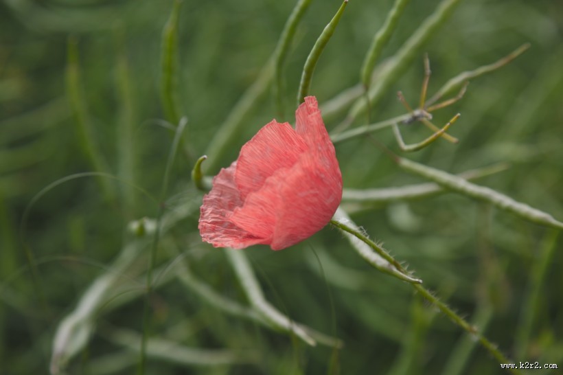 罂粟花图片