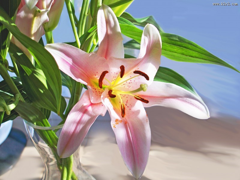 黄花菜图片大全