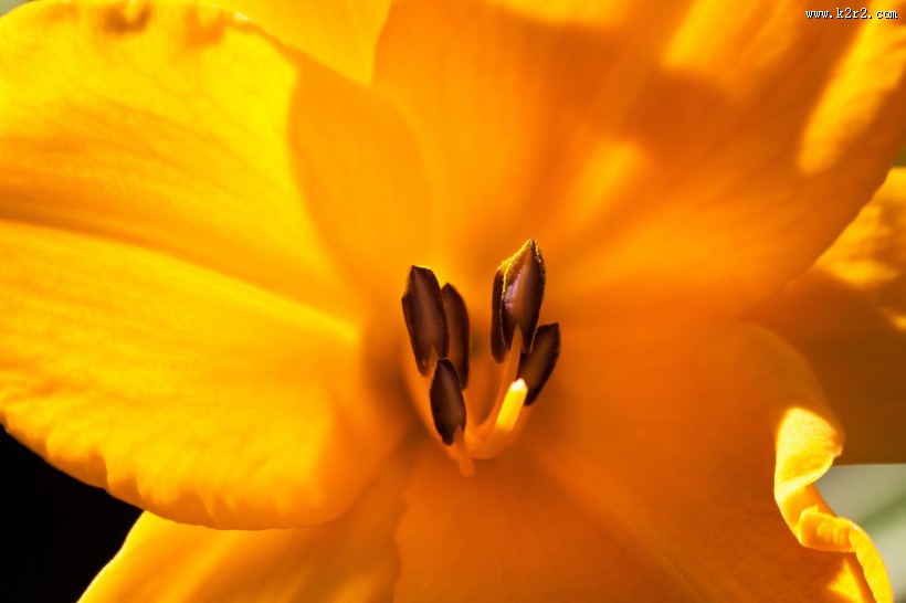 黄花菜图片大全