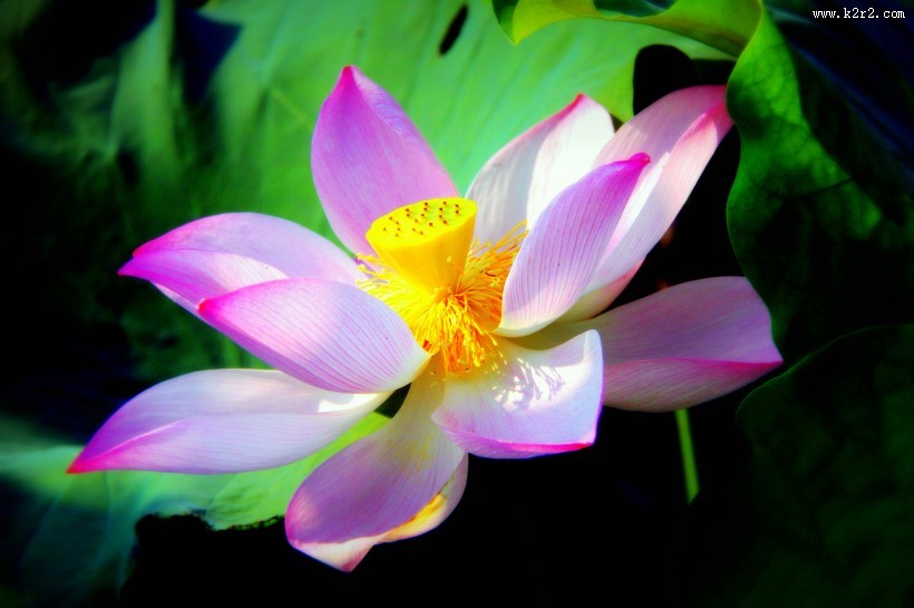 娇艳的荷花图片