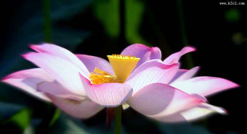 娇艳的荷花图片
