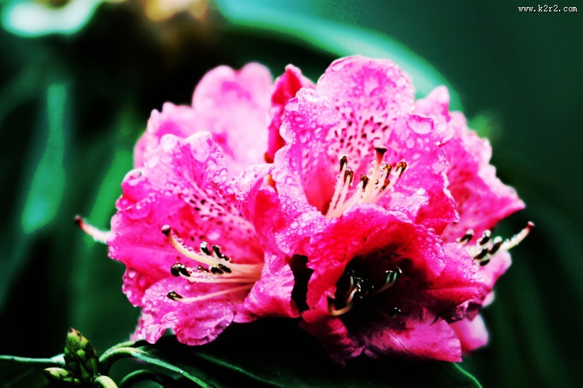 雨后杜鹃花图片