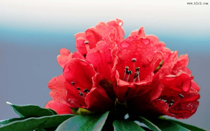 雨后杜鹃花图片