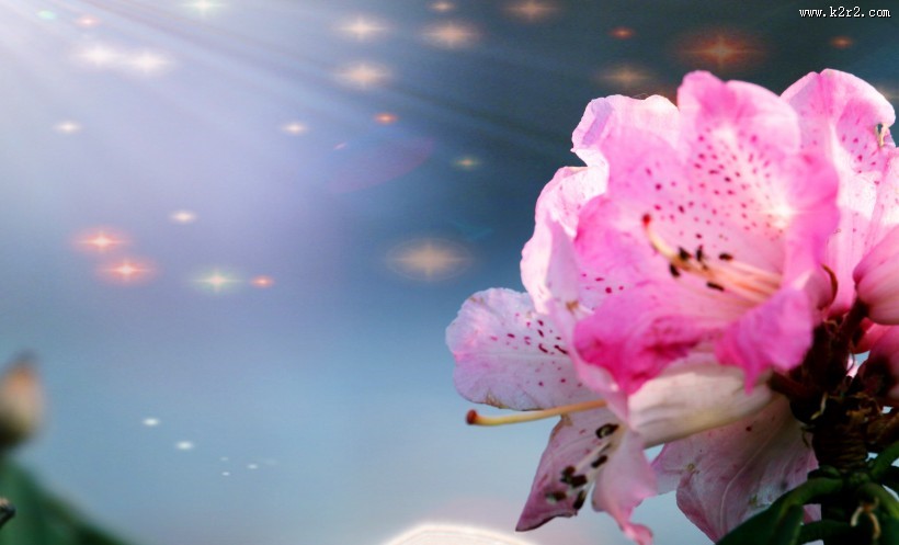 雨后杜鹃花图片