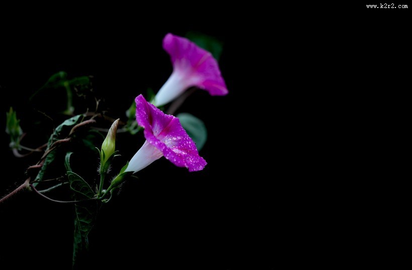 雨天的牵牛花图片