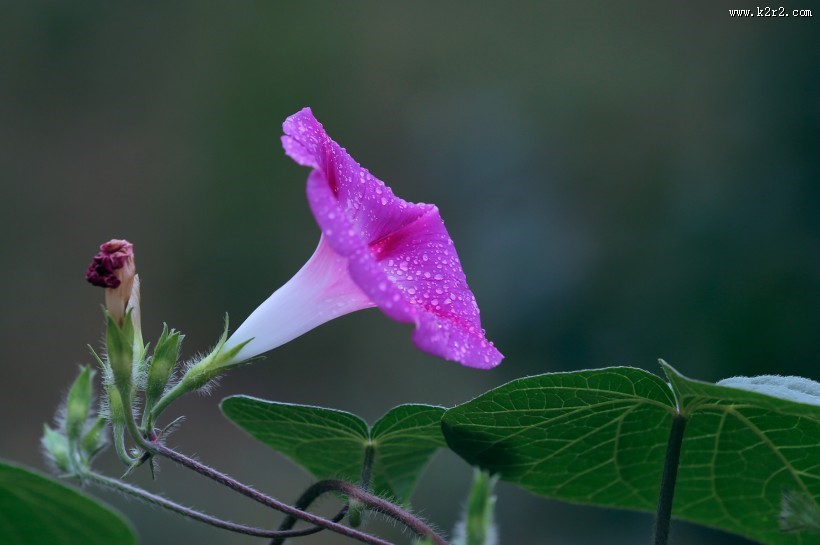 雨天的牵牛花图片