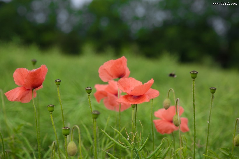红色罂粟花图片