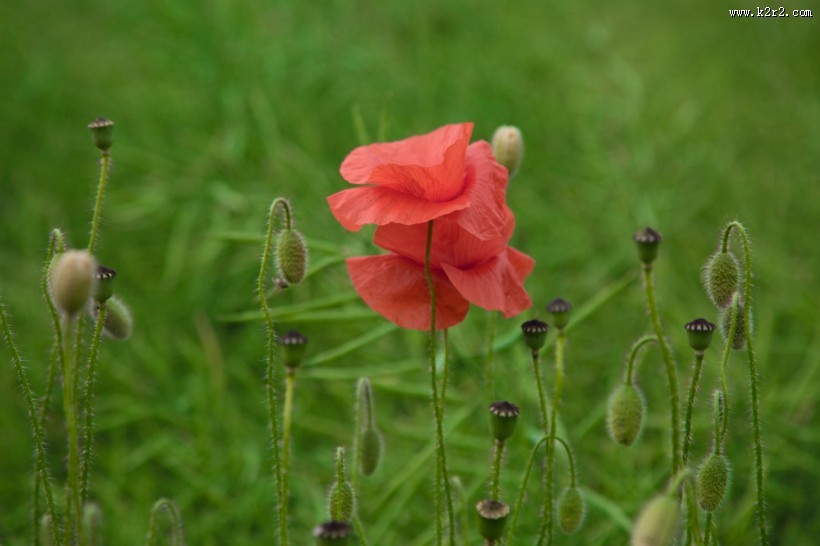 红色罂粟花图片