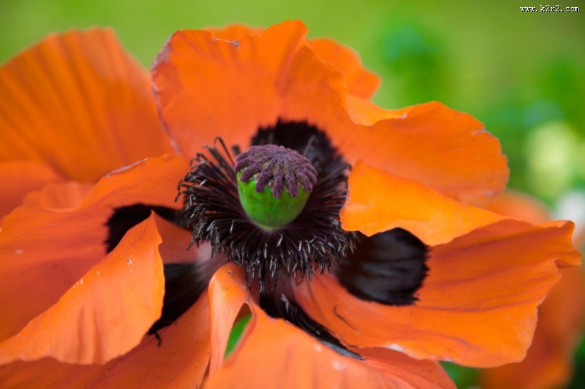 红色罂粟花图片