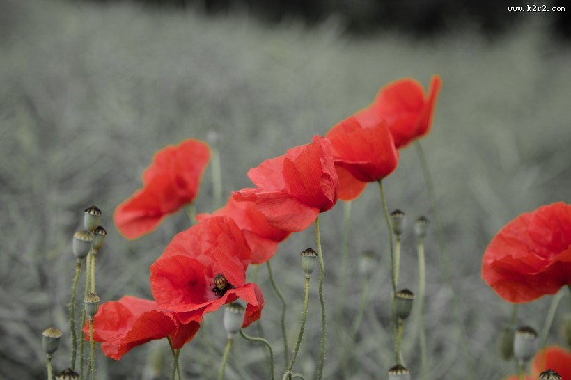 红色罂粟花图片