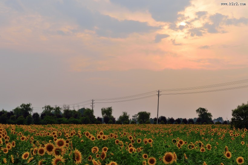 唯美的金葵花图片
