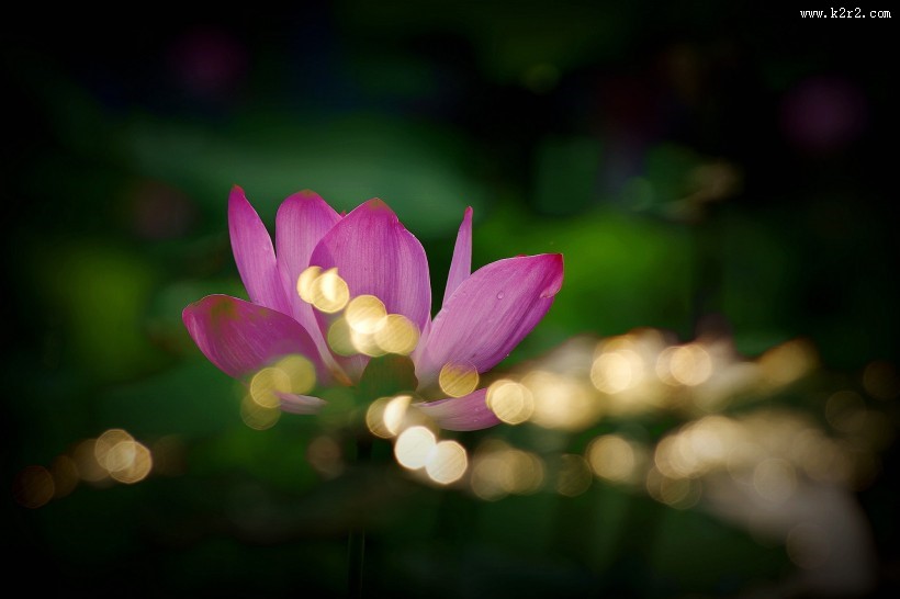 光影下的荷花图片