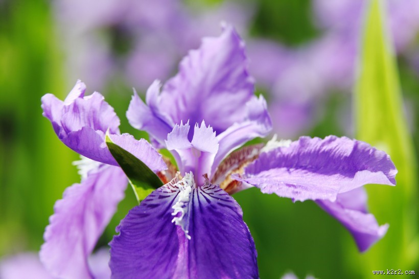 鸢尾花图片大全