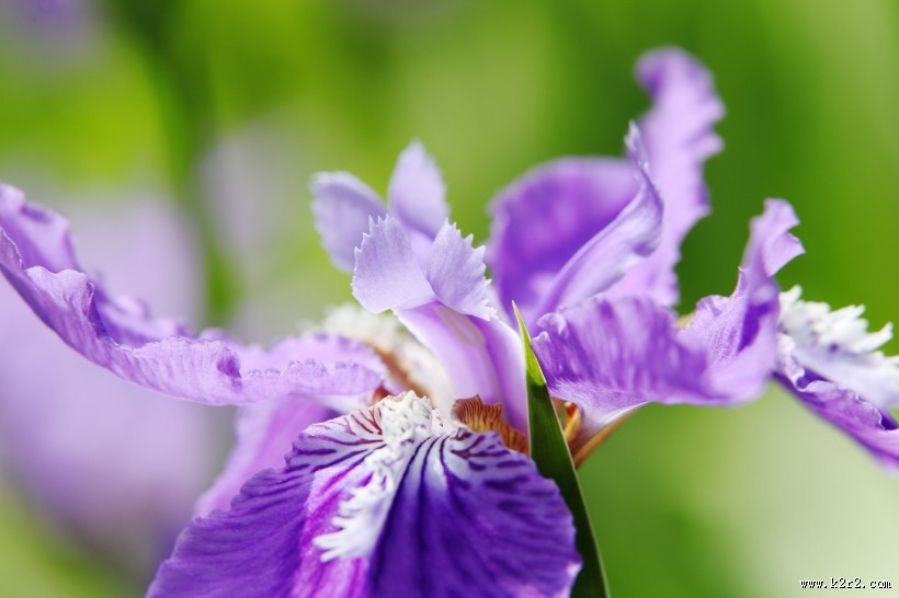 鸢尾花图片大全
