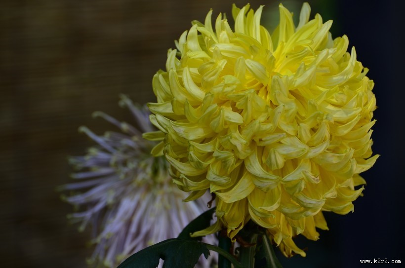 秋天的菊花图片