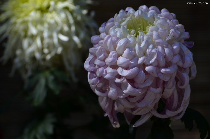 秋天的菊花图片