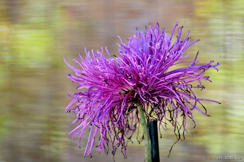 秋天的菊花图片