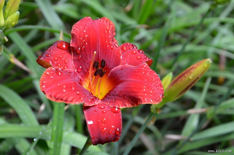 红色萱草花图片