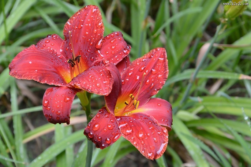 红色萱草花图片