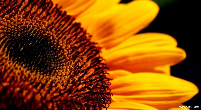 向日葵图片一组