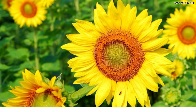 向日葵图片一组