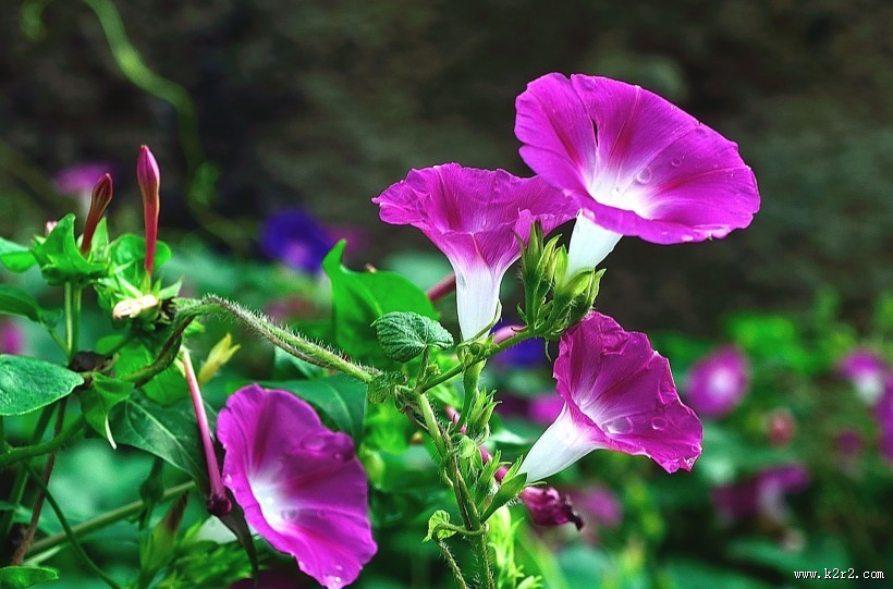 牵牛花图片大全