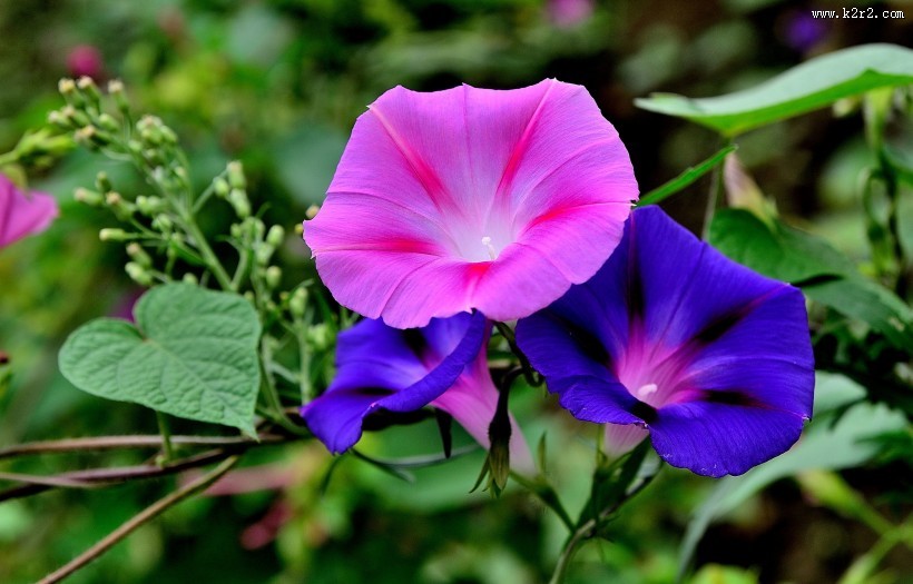 牵牛花图片大全