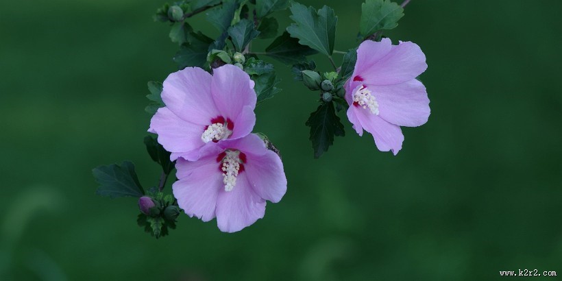 逆光下的木槿花图片