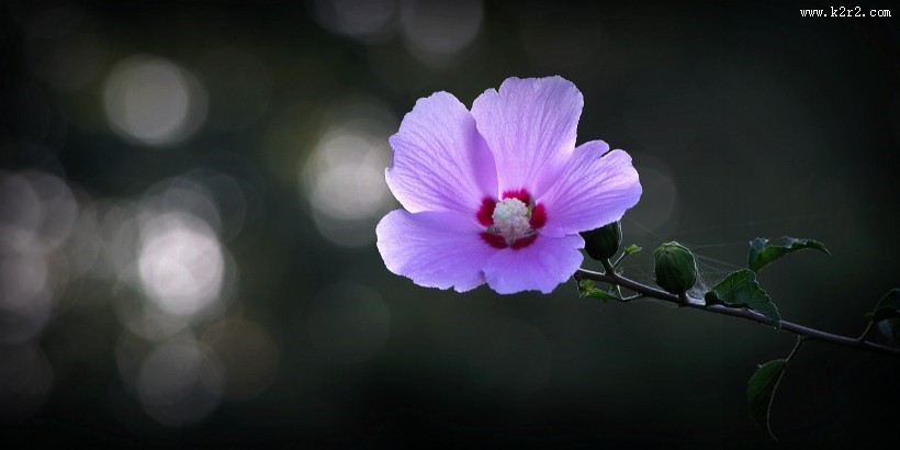 逆光下的木槿花图片
