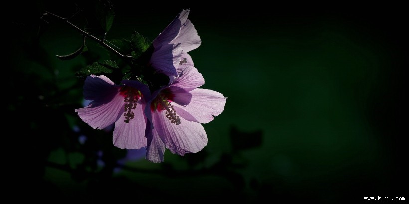 逆光下的木槿花图片