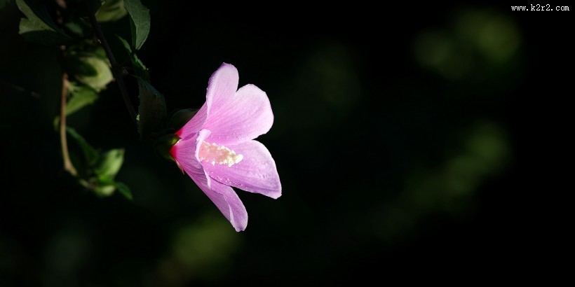 逆光下的木槿花图片