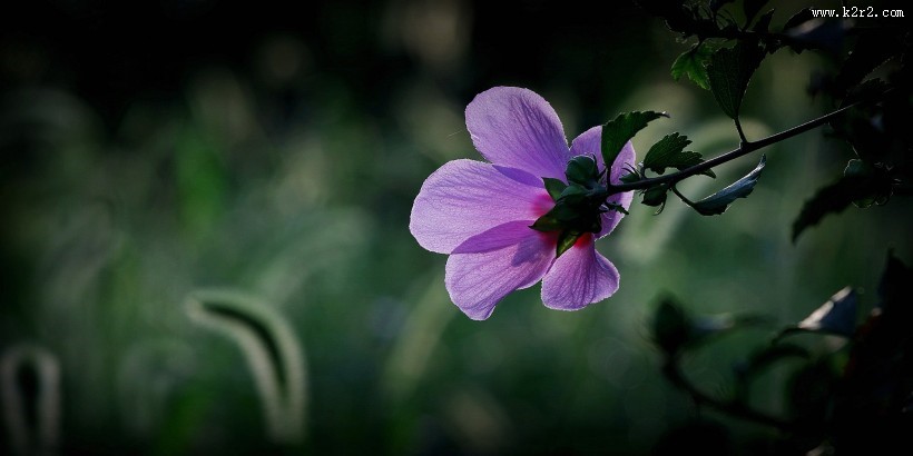 逆光下的木槿花图片