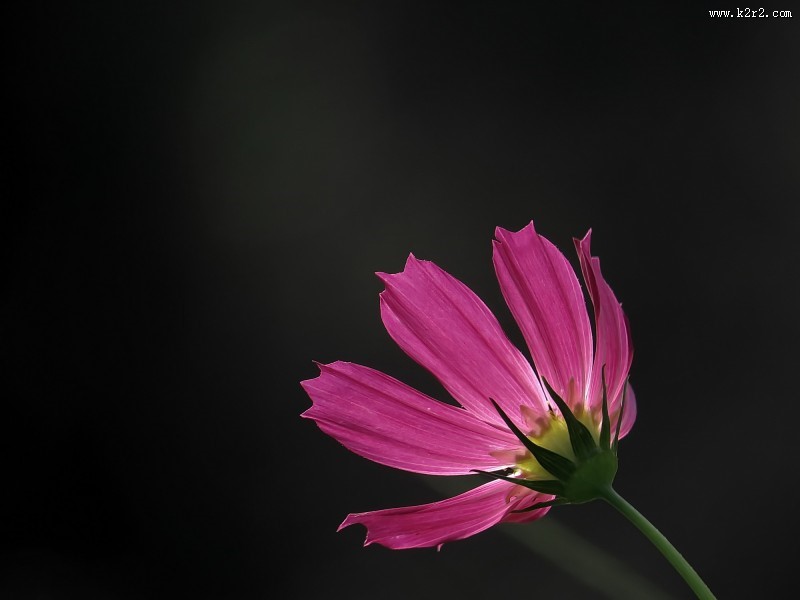 格桑花图片大全