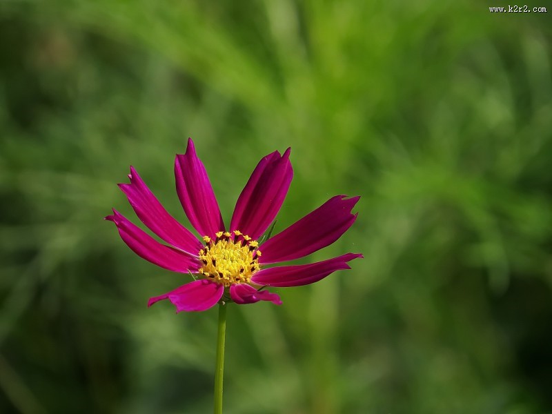 格桑花图片大全
