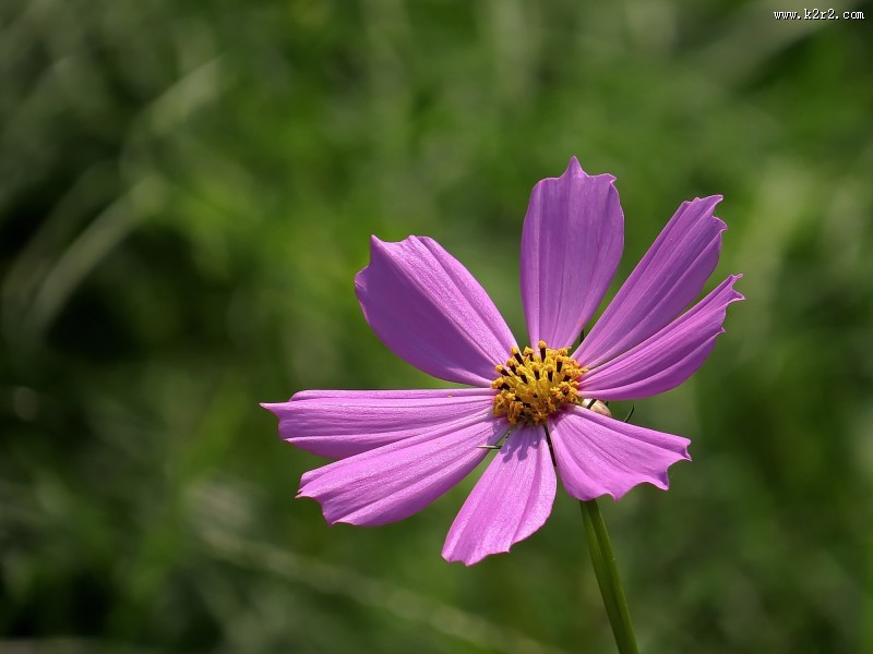 格桑花图片大全