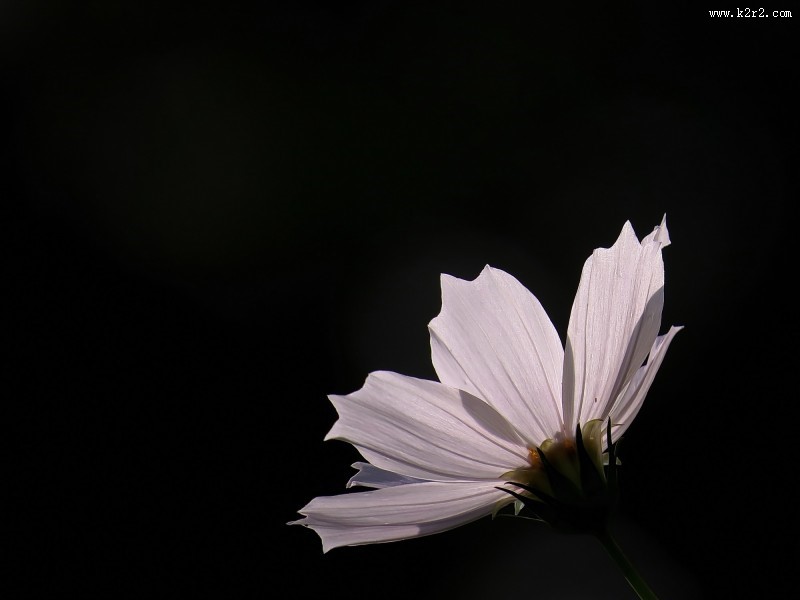 格桑花图片大全