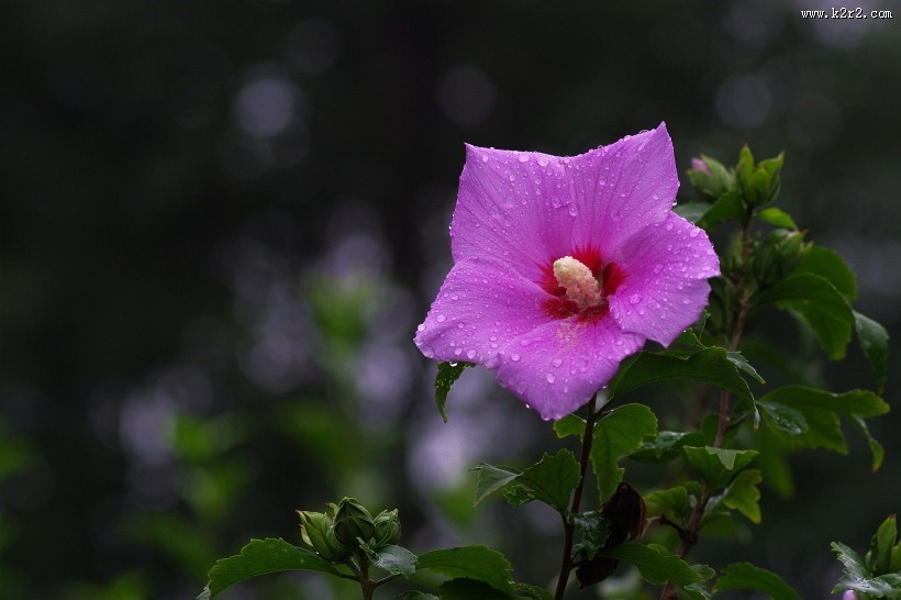 雨后木槿花图片