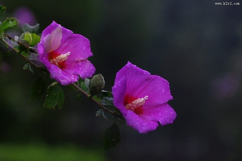 雨后木槿花图片