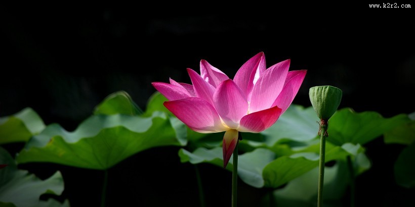 娇艳的荷花图片莲花图片