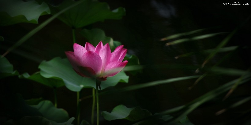 娇艳的荷花图片莲花图片