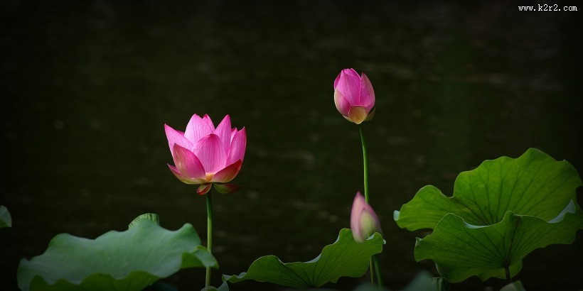 娇艳的荷花图片莲花图片