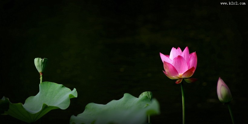 娇艳的荷花图片莲花图片