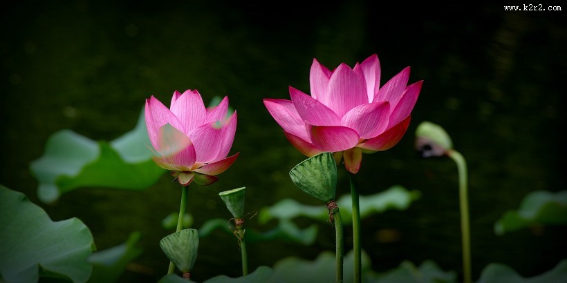 娇艳的荷花图片莲花图片