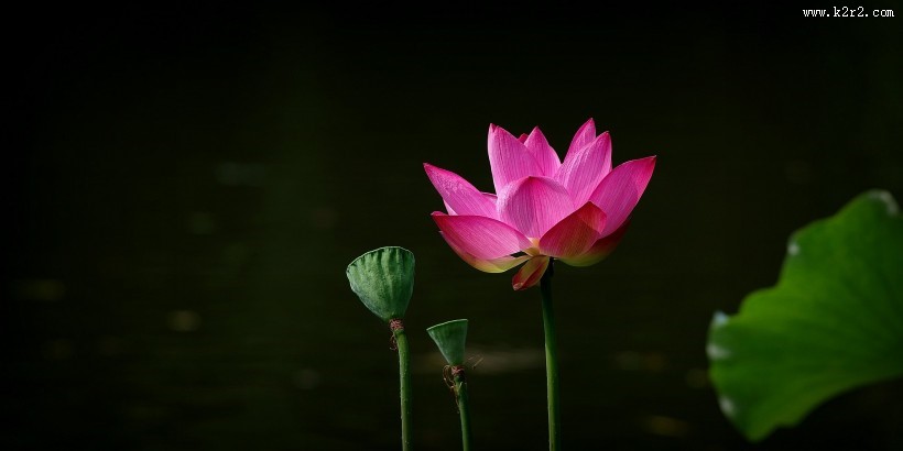 娇艳的荷花图片莲花图片