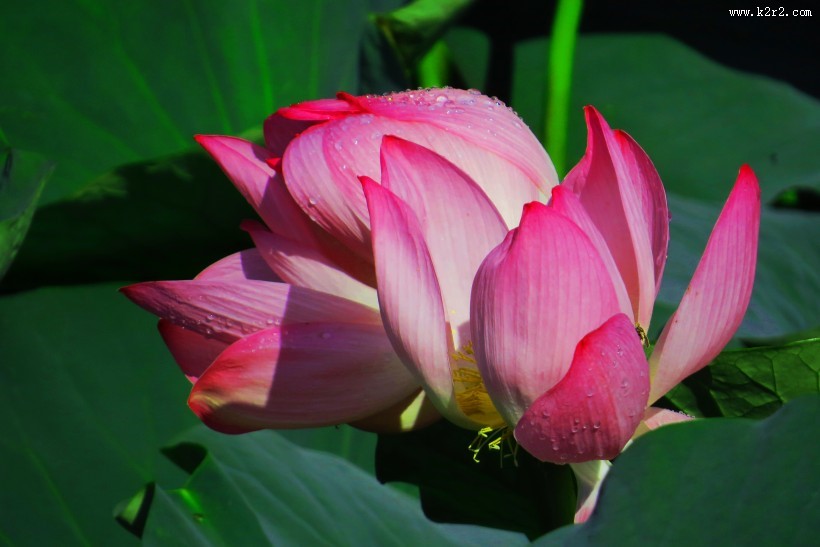 风雨后的荷花图片