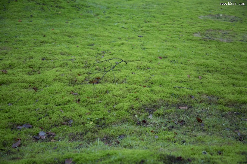 绿色的苔藓图片大全