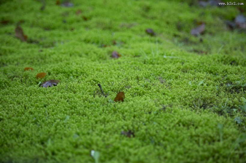 绿色的苔藓图片大全